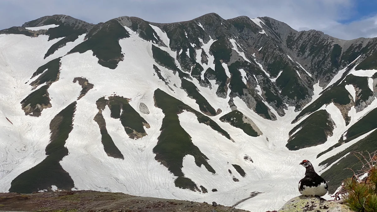 投稿写真：神の使い 雷鳥 と立山連峰