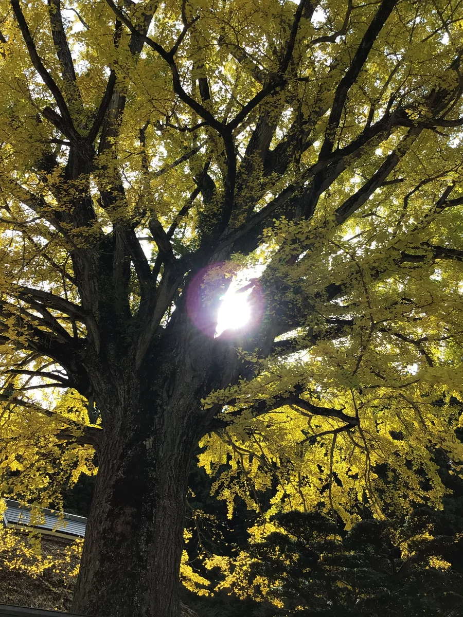 投稿写真：大きな銀杏の木