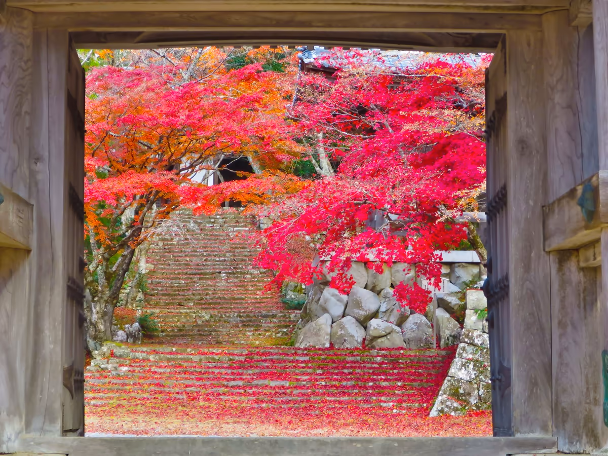 投稿写真：額縁紅葉