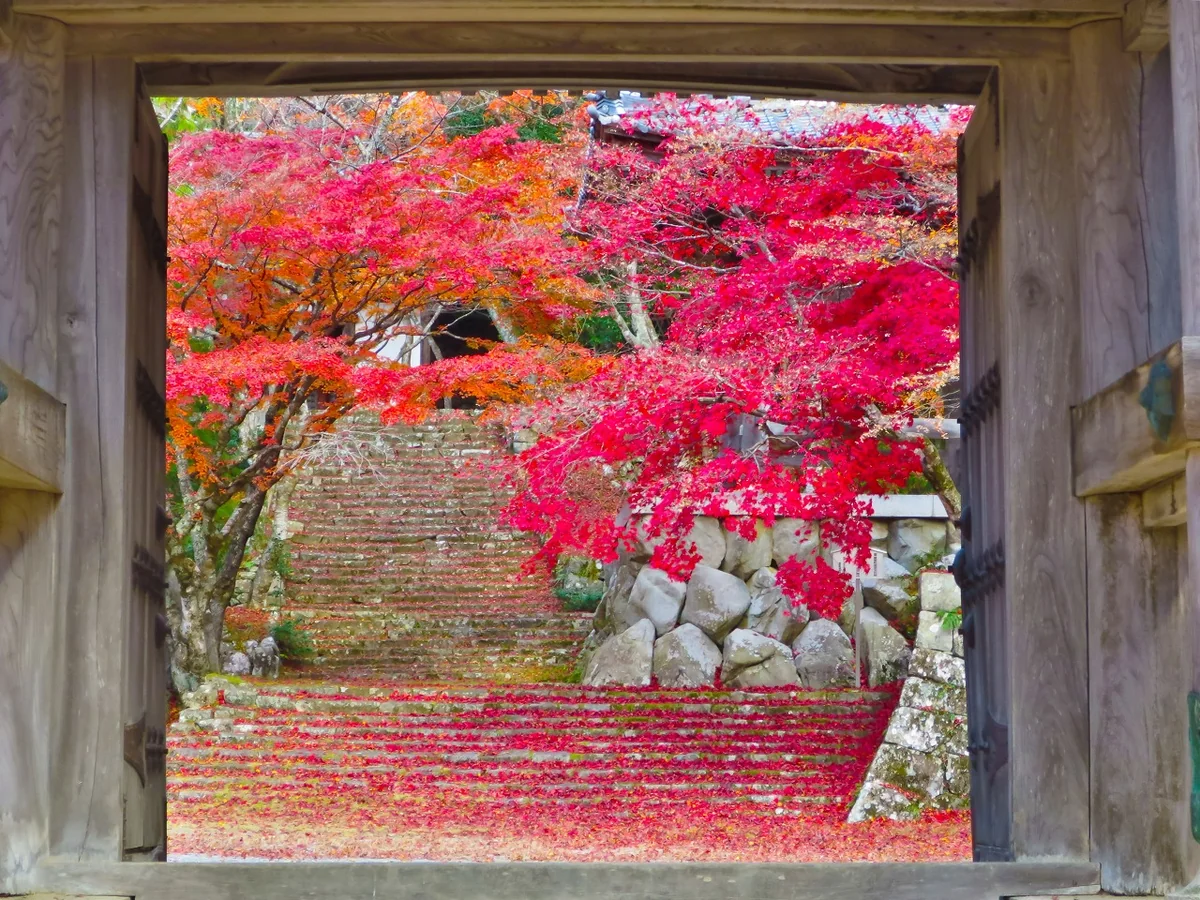 投稿写真：額縁紅葉