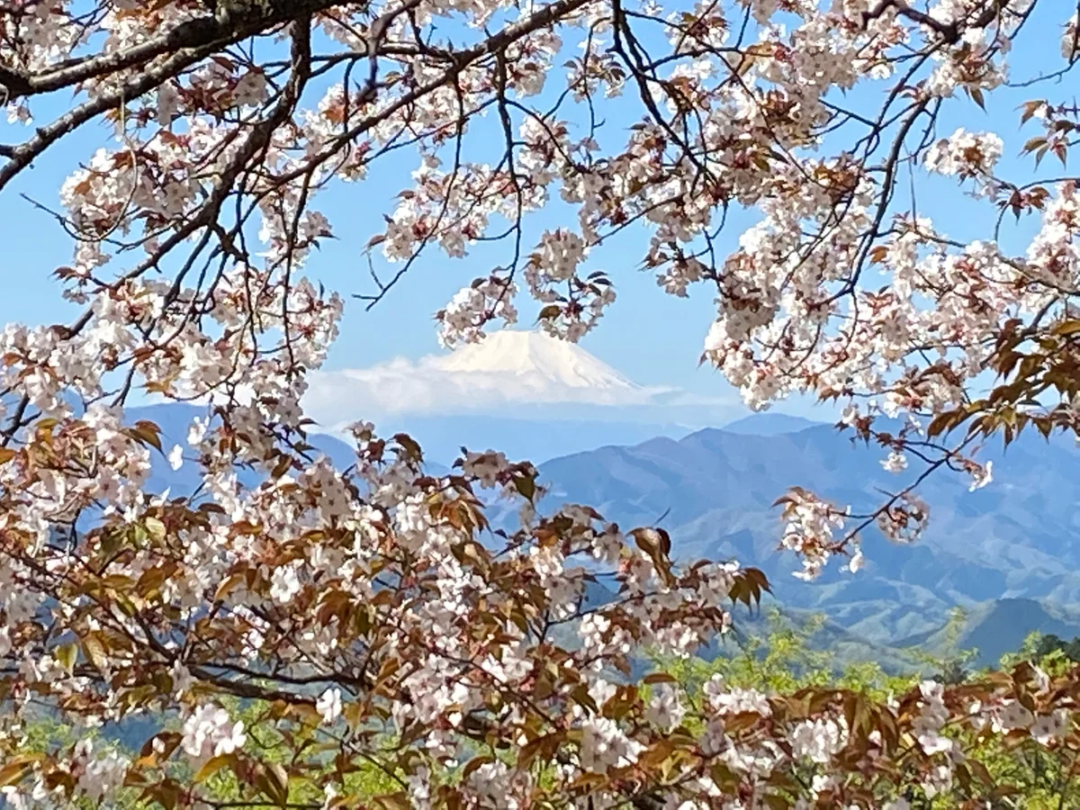 投稿写真：桜と富士山