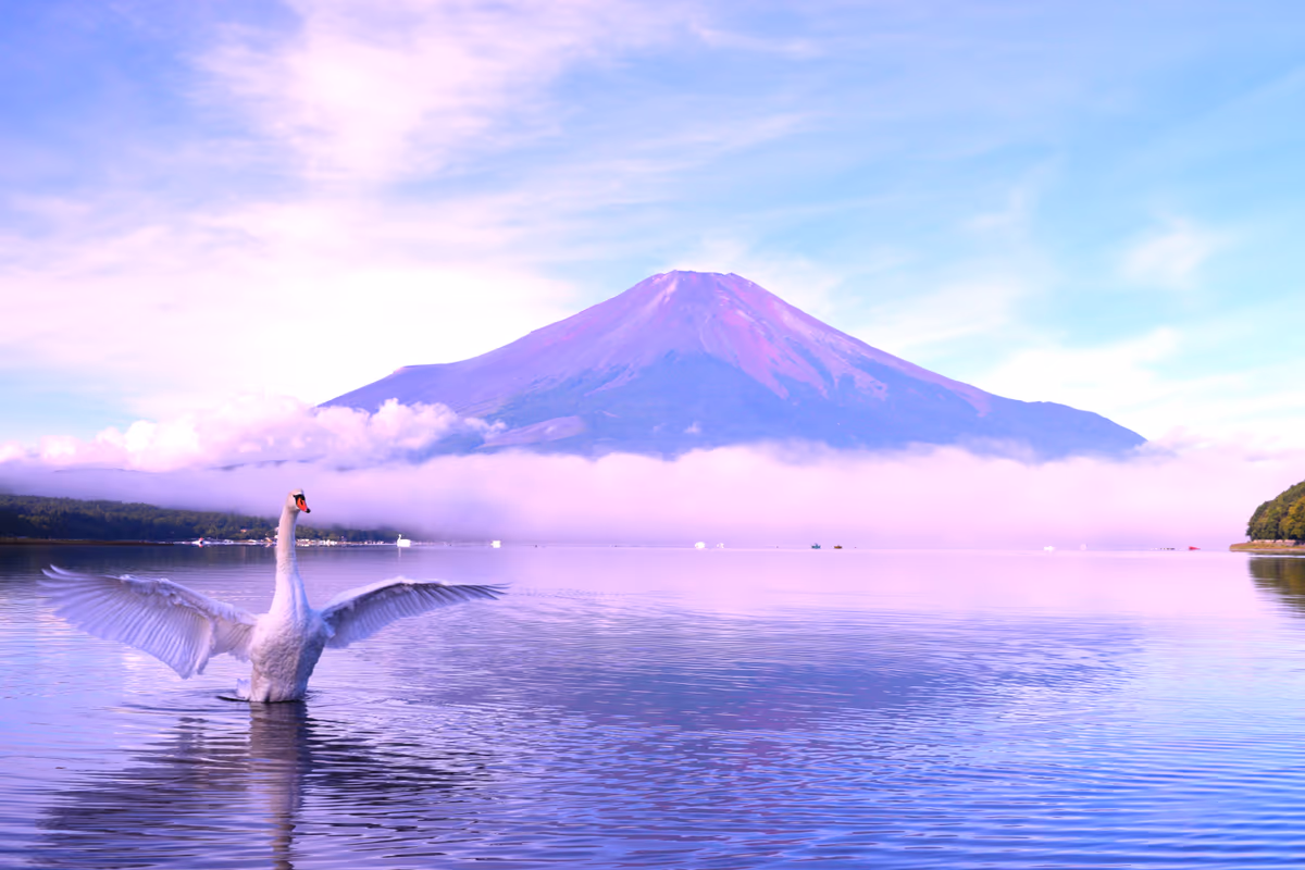 投稿写真：白鳥さん　おはようさん