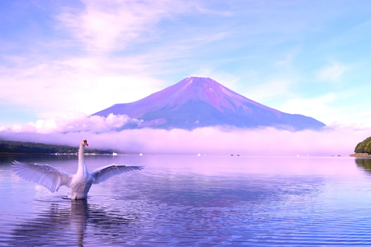 投稿写真：白鳥さん　おはようさん