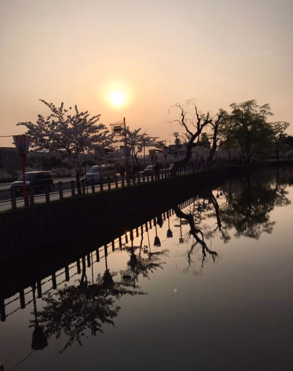 投稿写真：夕暮れのお花見