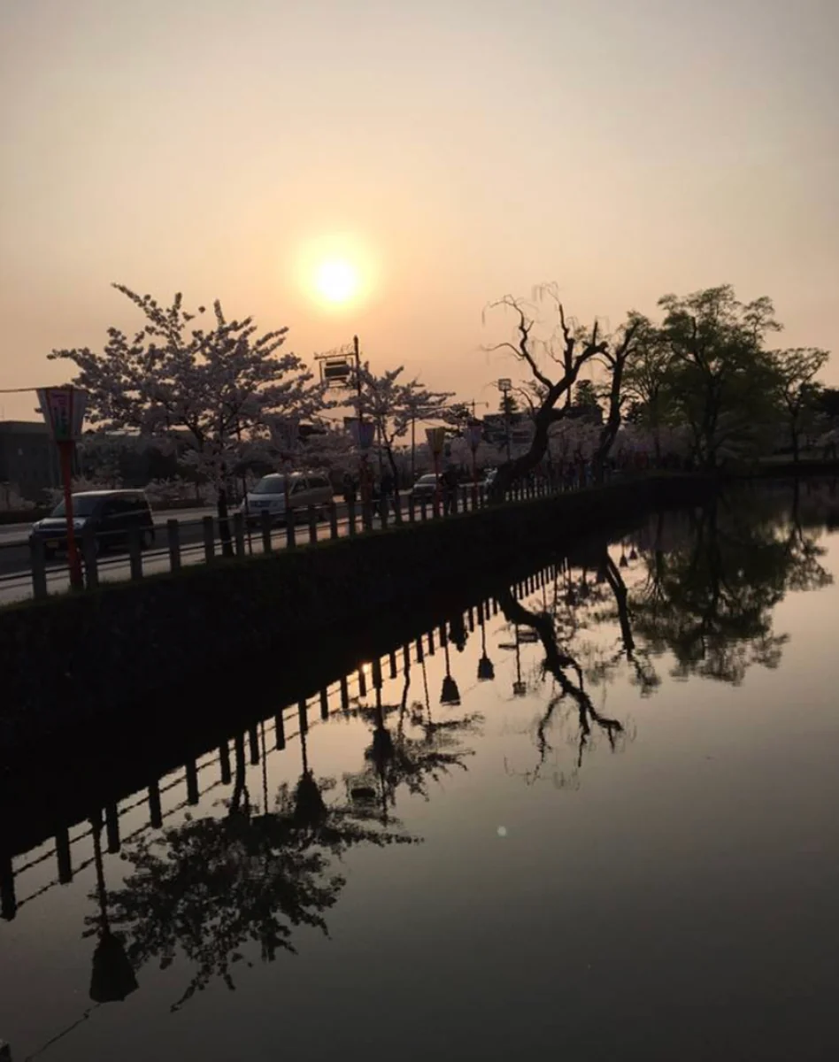 投稿写真：夕暮れのお花見