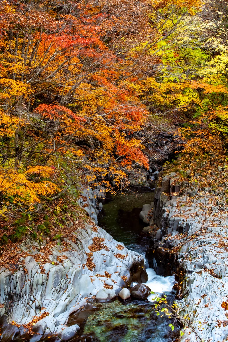投稿写真：中津川渓谷の紅葉
