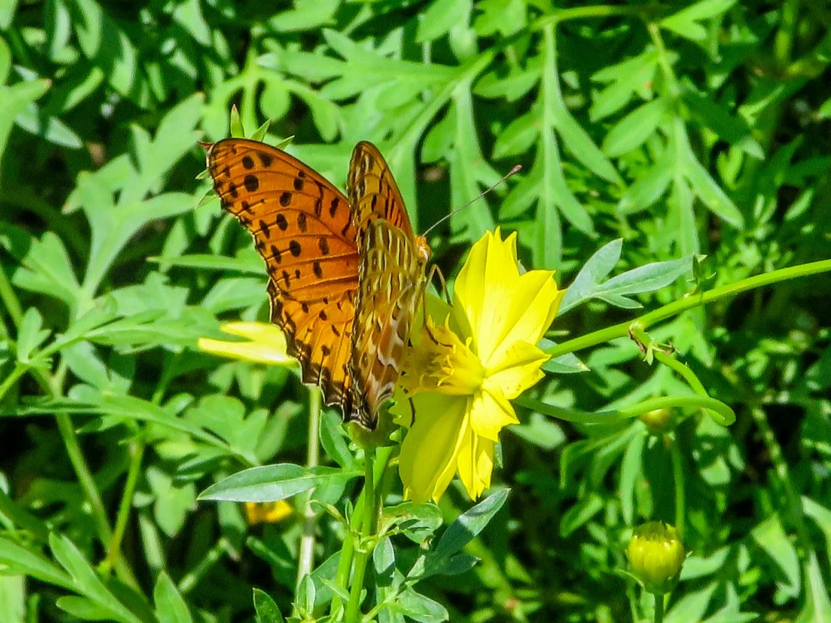 投稿写真：黄色いコスモスに留まる蝶