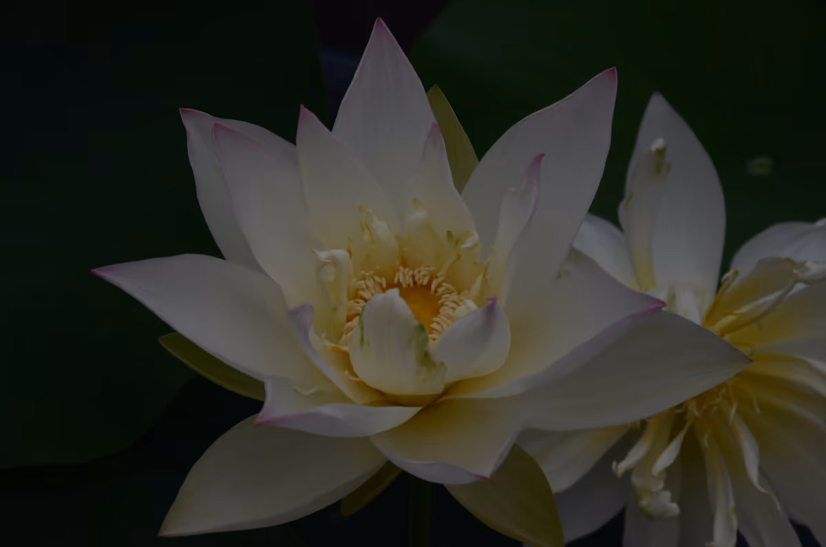 投稿写真：三室戸寺　蓮の花