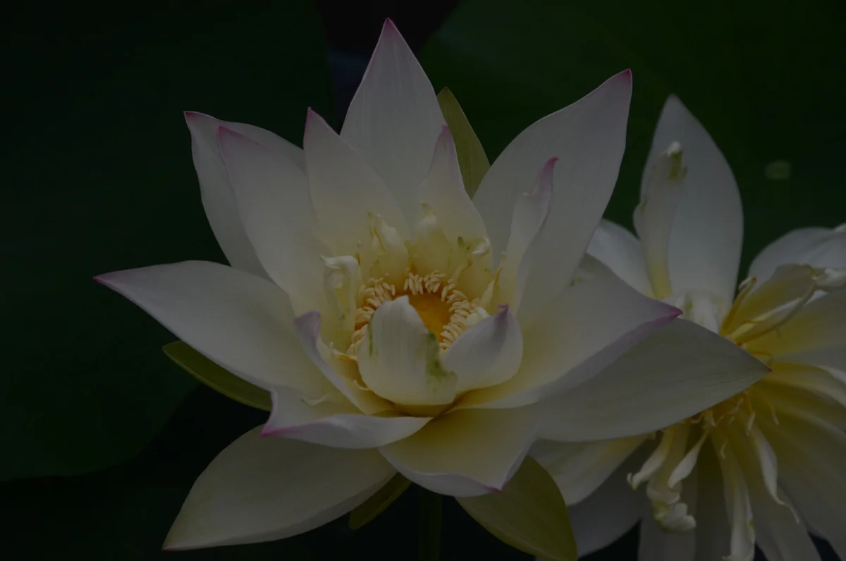 投稿写真：三室戸寺　蓮の花
