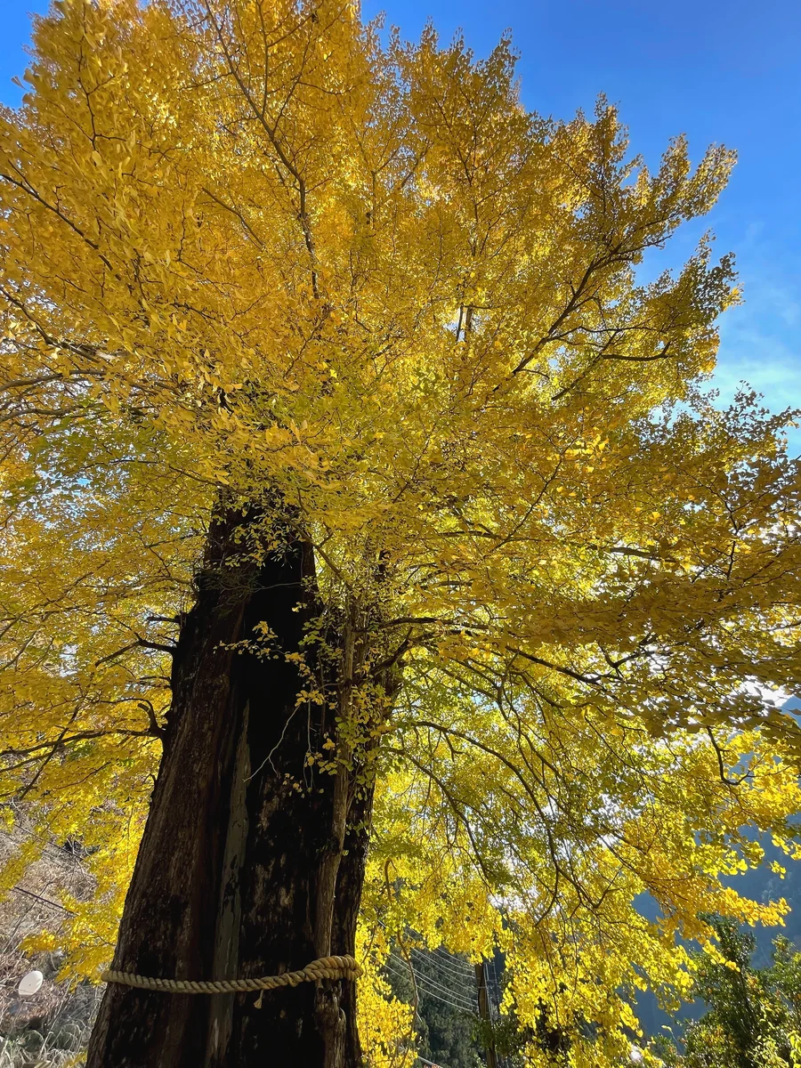 投稿写真：黄金の大イチョウ