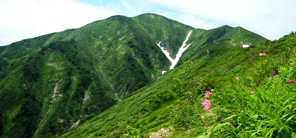 投稿写真：大朝日岳とヒメサユリ