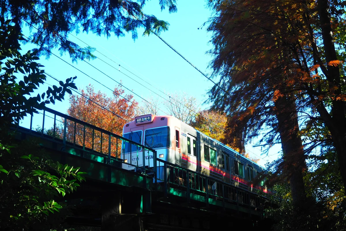 投稿写真：京王電鉄井の頭線　秋に囲まれて