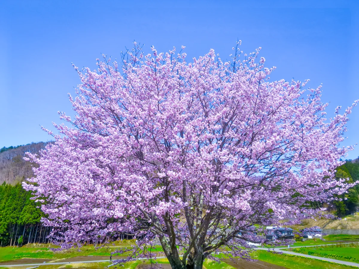 投稿写真：青空に映える満開の一本桜