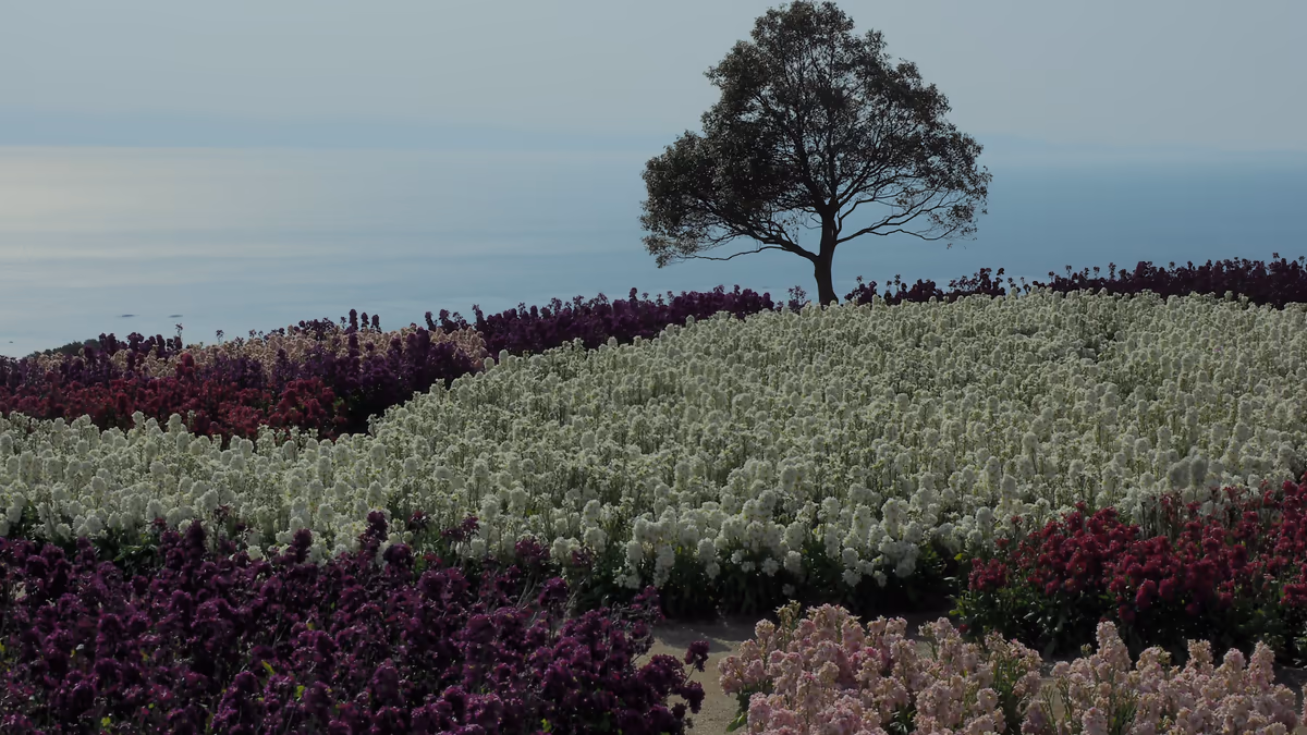 投稿写真：花園の島