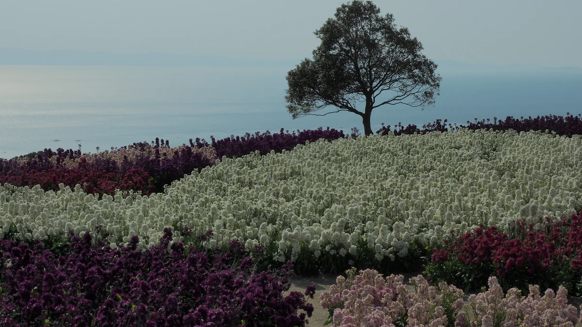 投稿写真：花園の島