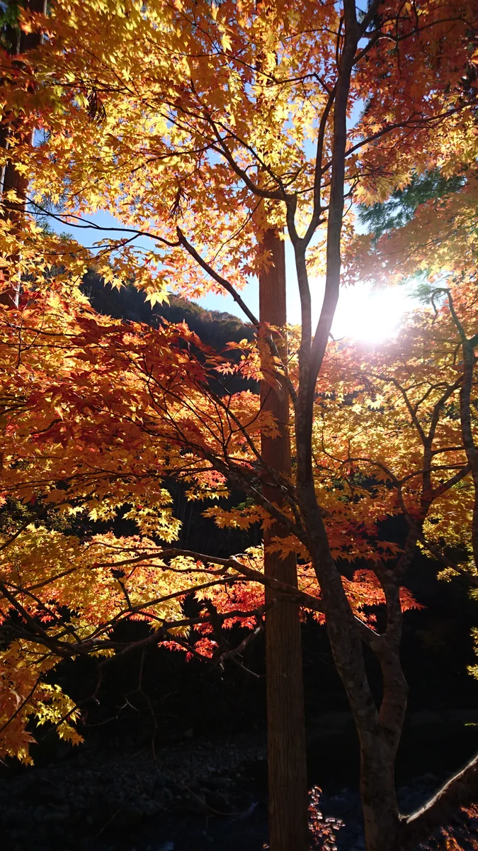 投稿写真：陽をあびた秋色