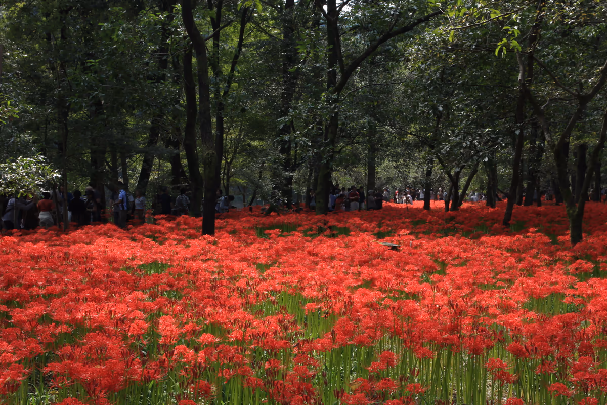 投稿写真：巾着田の曼珠沙華