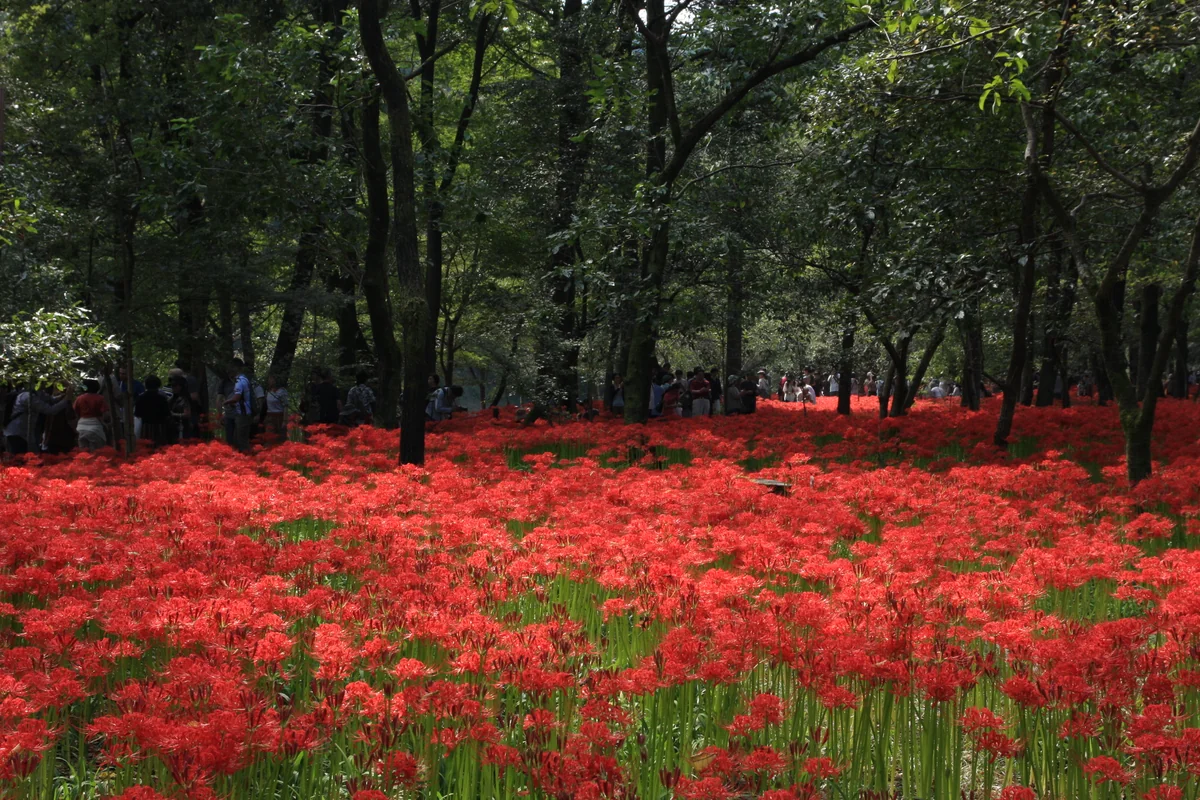 投稿写真：巾着田の曼珠沙華