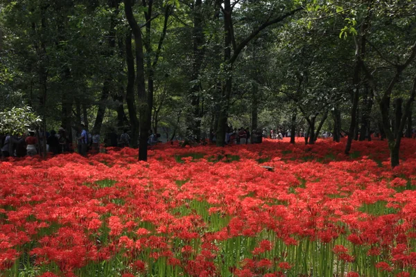 投稿：巾着田の曼珠沙華