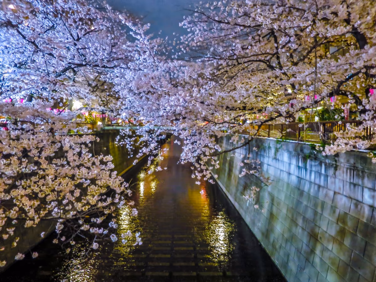 投稿写真：目黒川の夜桜
