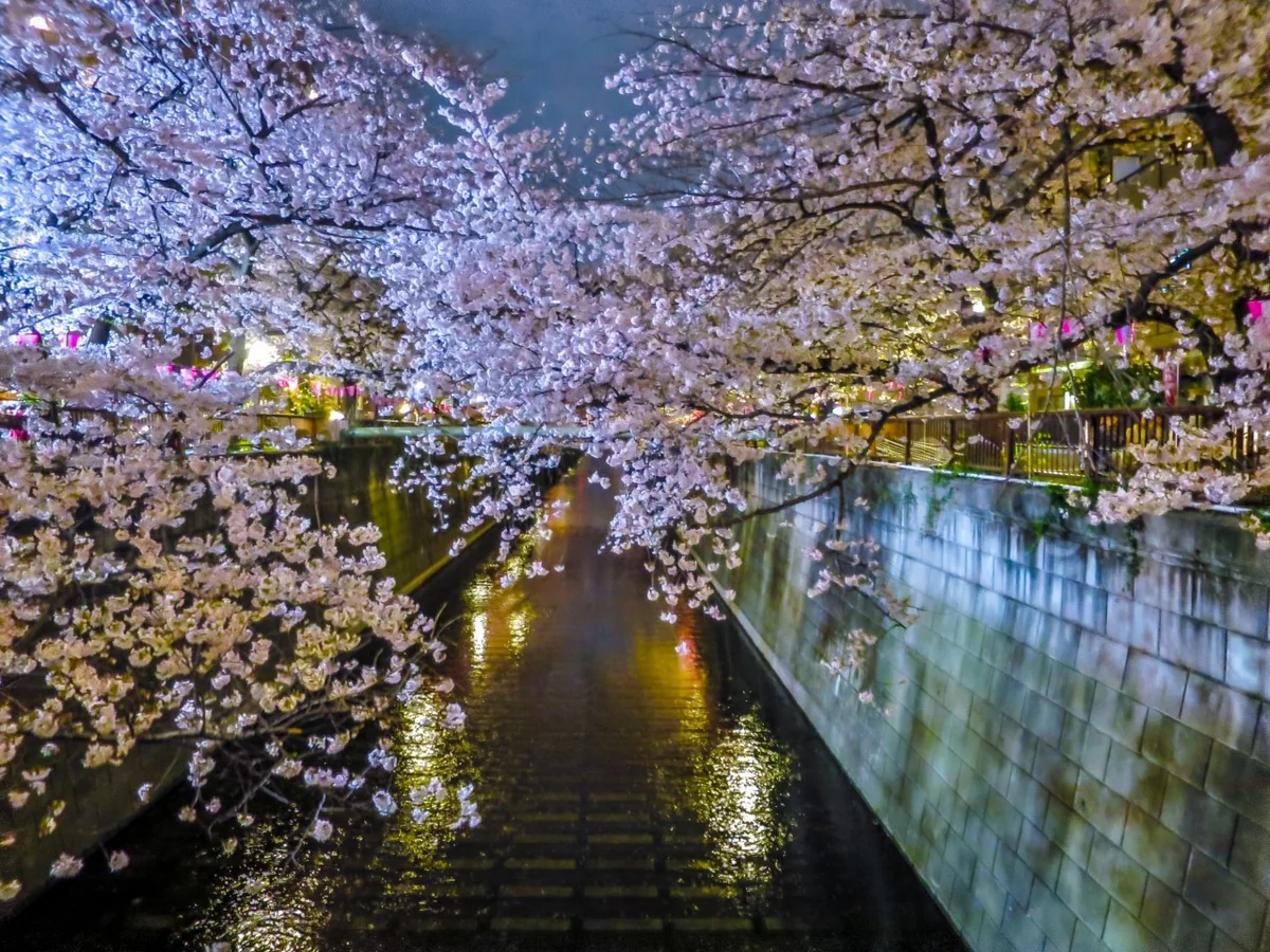 投稿写真：目黒川の夜桜