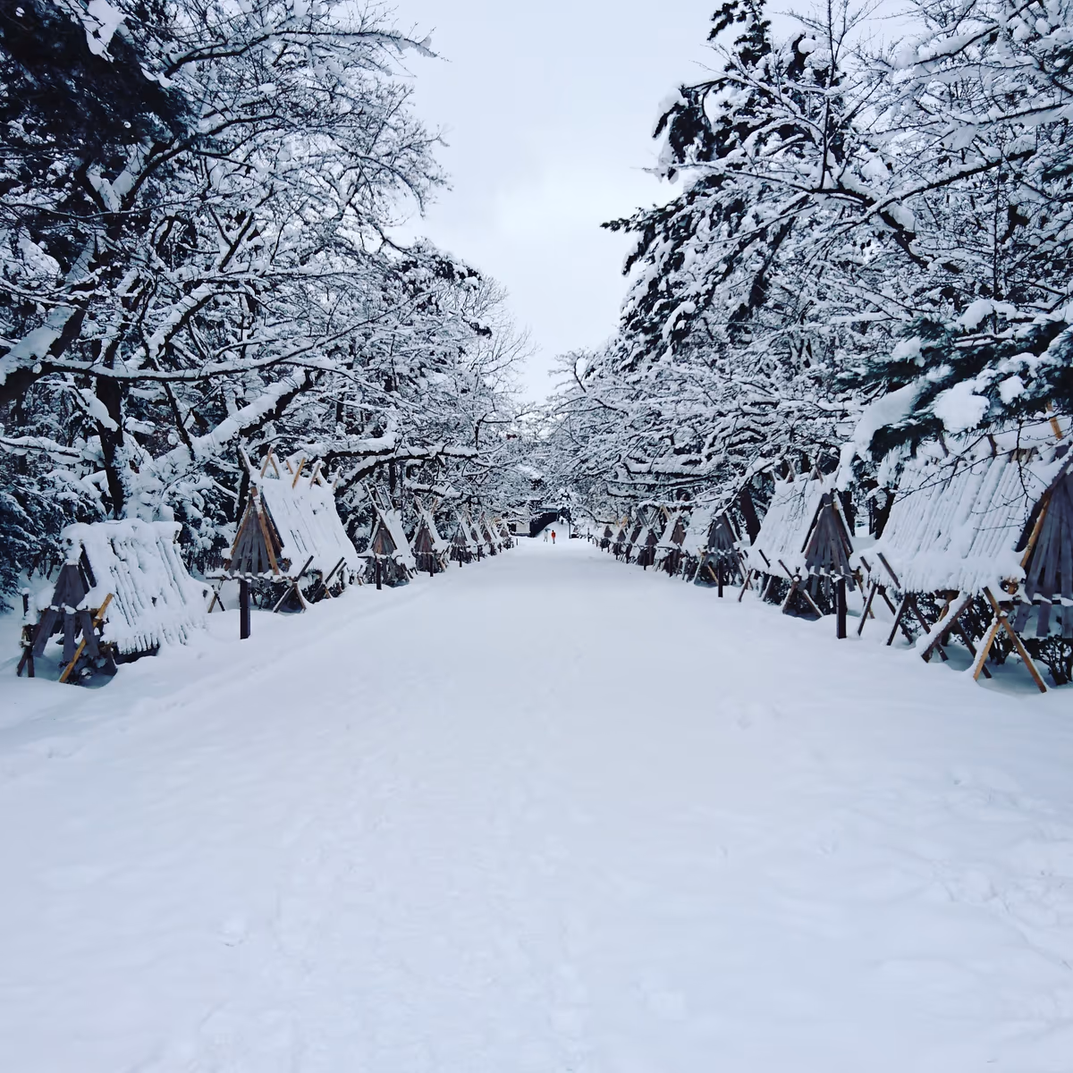 投稿写真：弘前公園