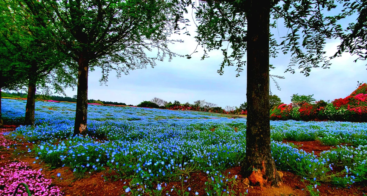 投稿写真：ちょっびりすかすかなネモフィラ畑