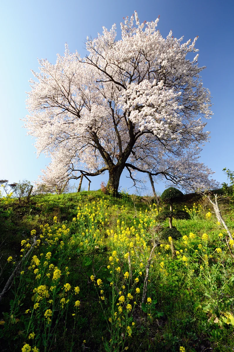 投稿写真：与市郎桜