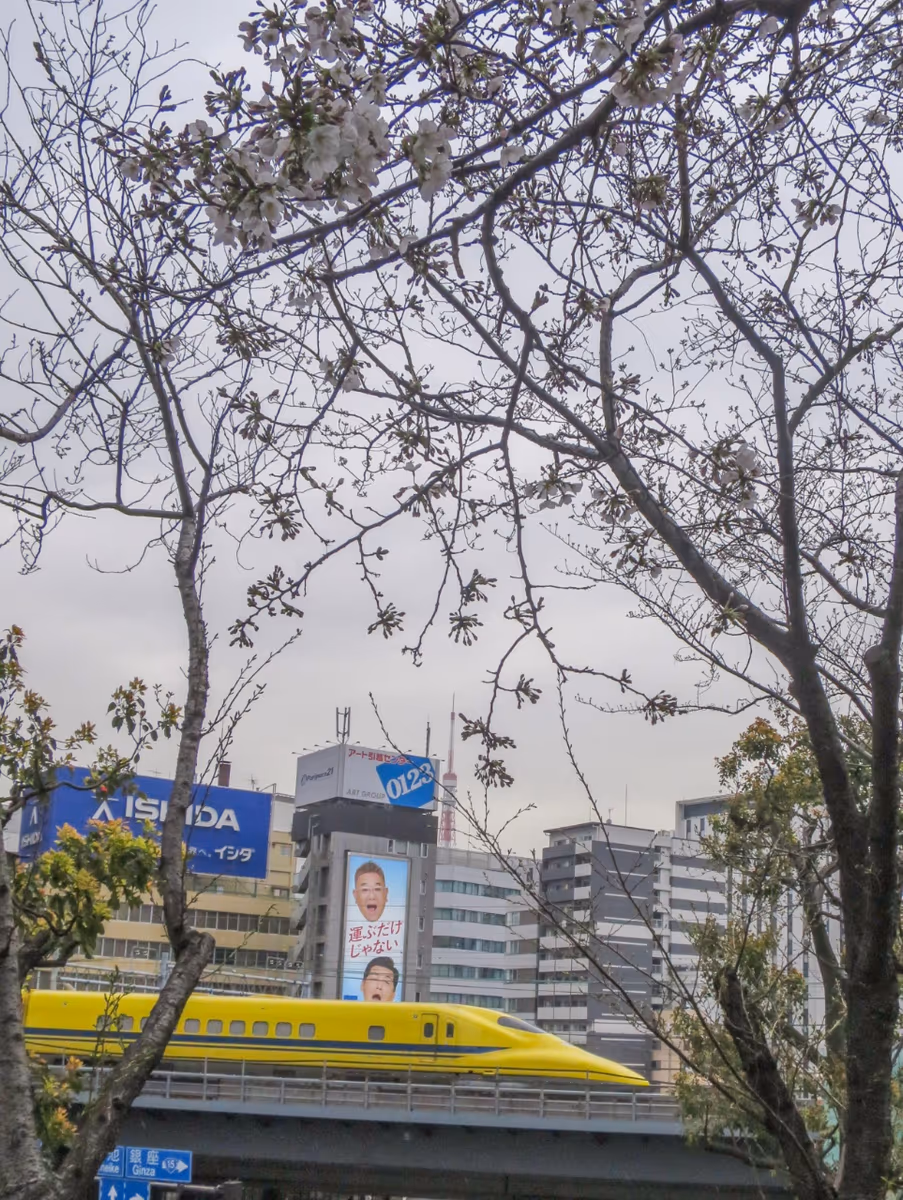 投稿写真：咲き始めの桜とドクターイエロー①
