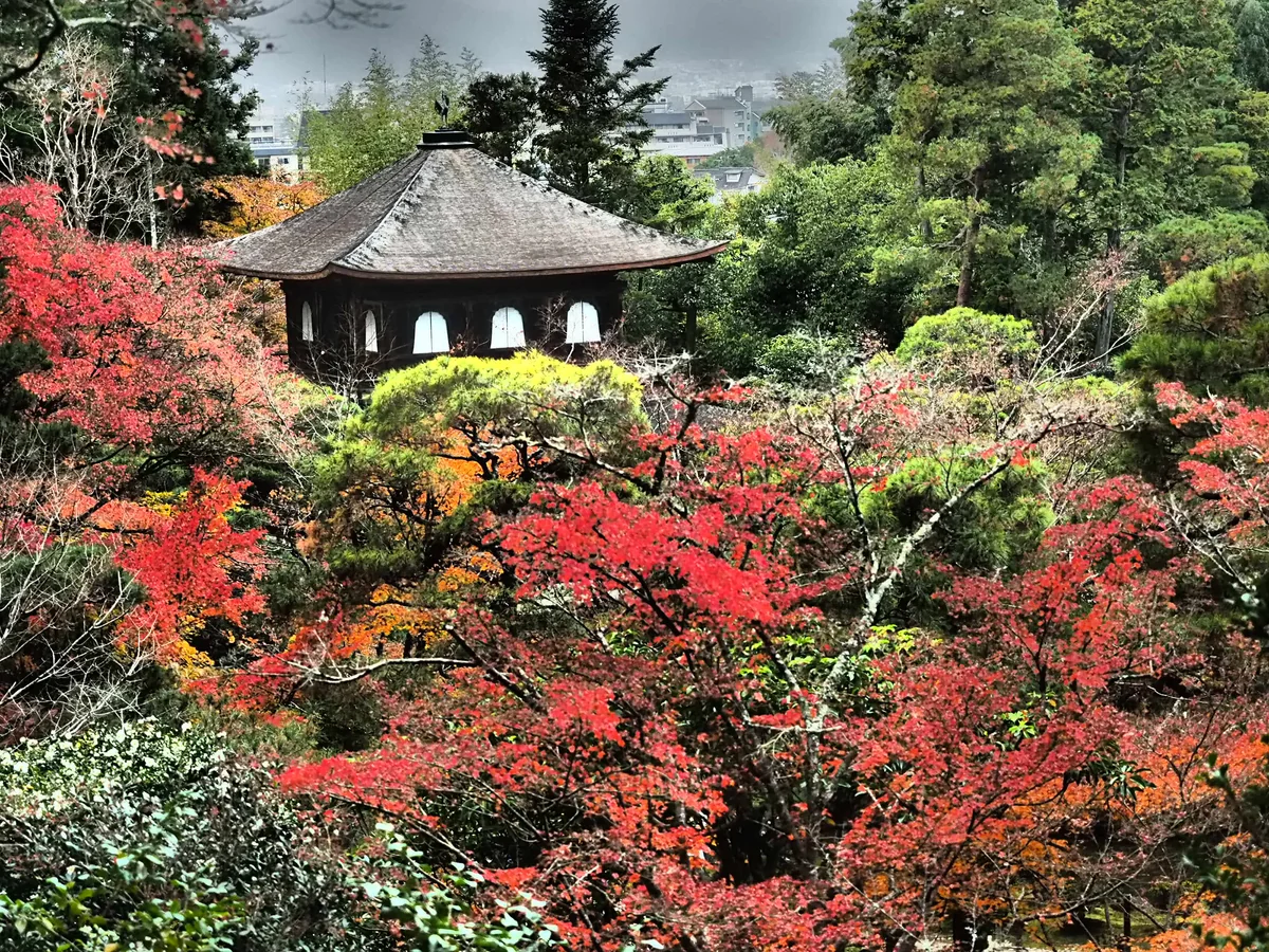 投稿写真：秋　観音殿　俯瞰