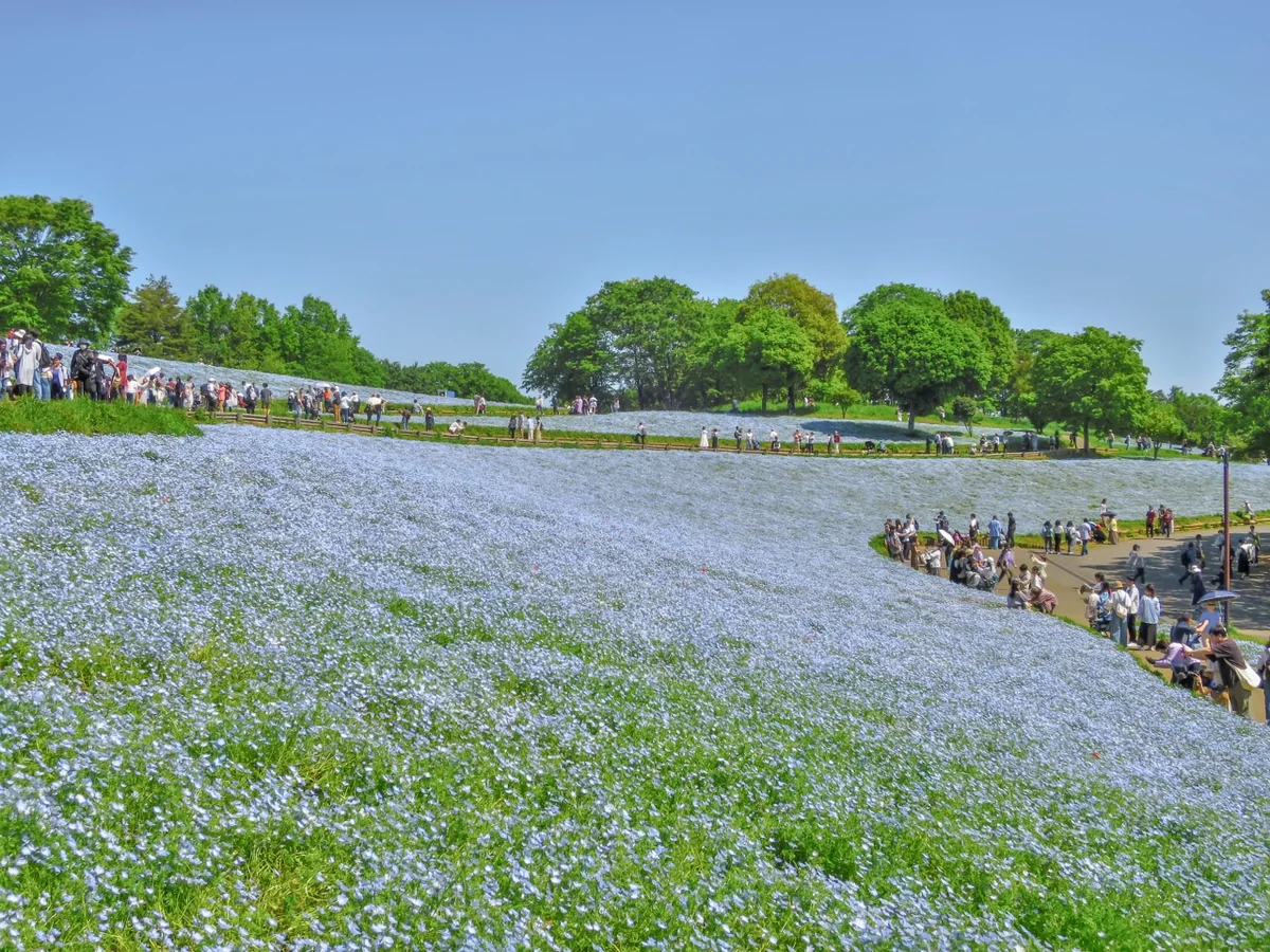 投稿写真：ネモフィラの丘