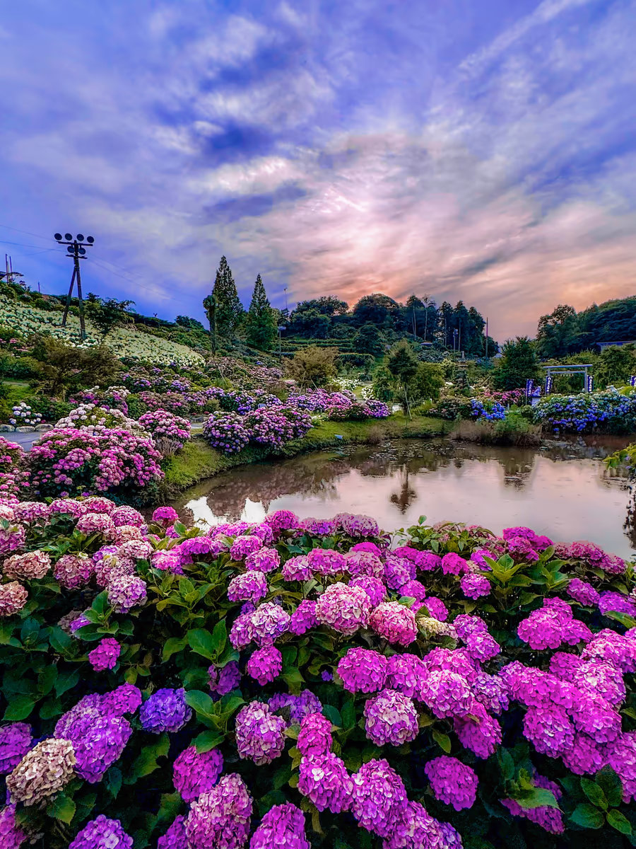 投稿写真：思わず歓声があがるほどの絶景❗️77,700株の紫陽花の丘