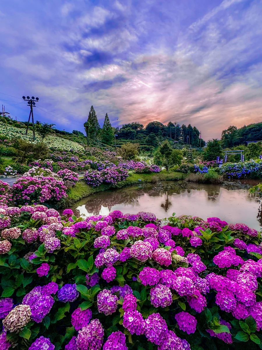 投稿写真：思わず歓声があがるほどの絶景❗️77,700株の紫陽花の丘