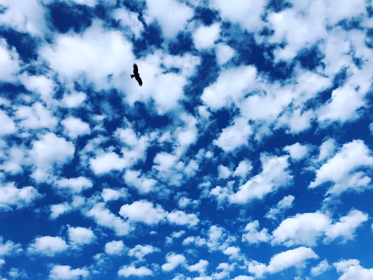 投稿写真：雲の中のトンビ