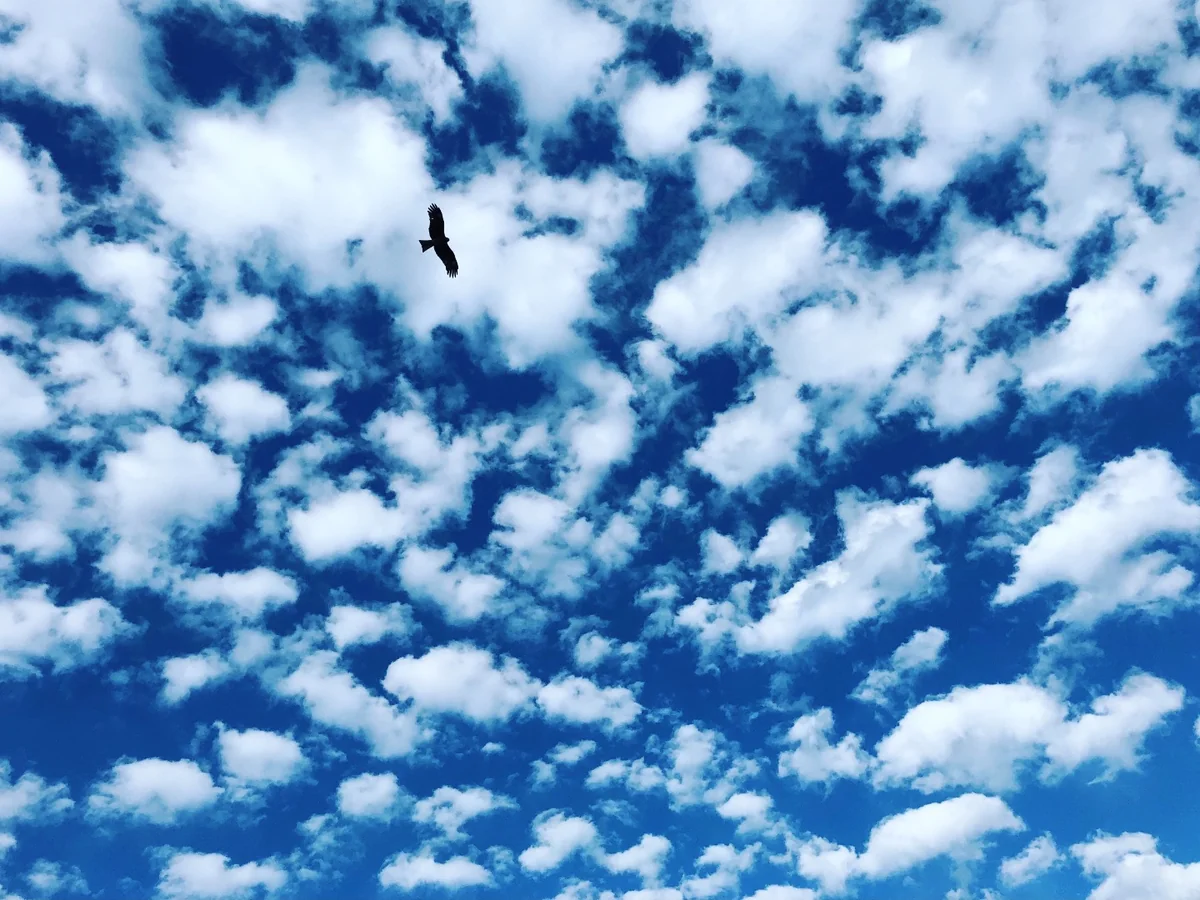 投稿写真：雲の中のトンビ