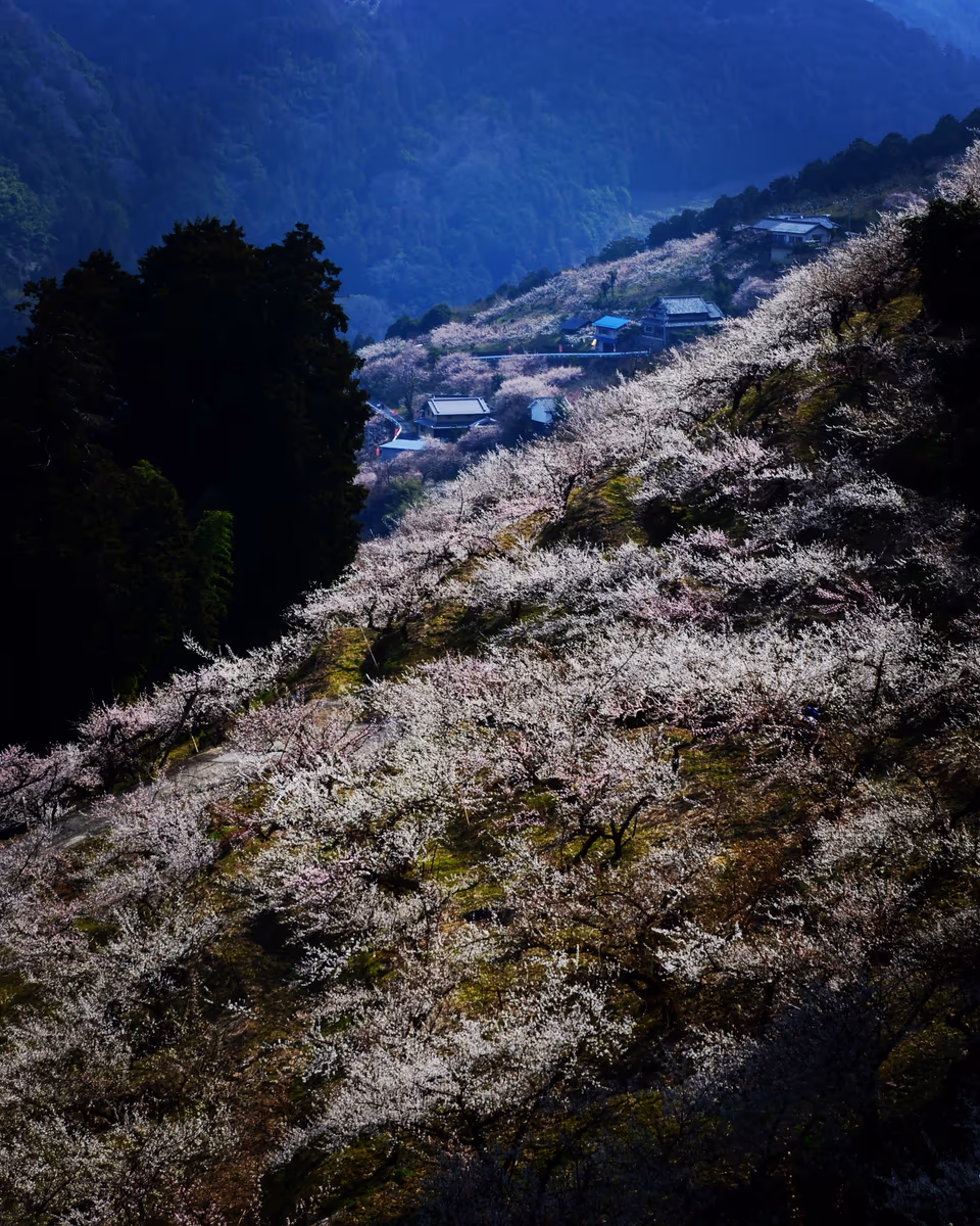 投稿写真：賀名生　梅の里山