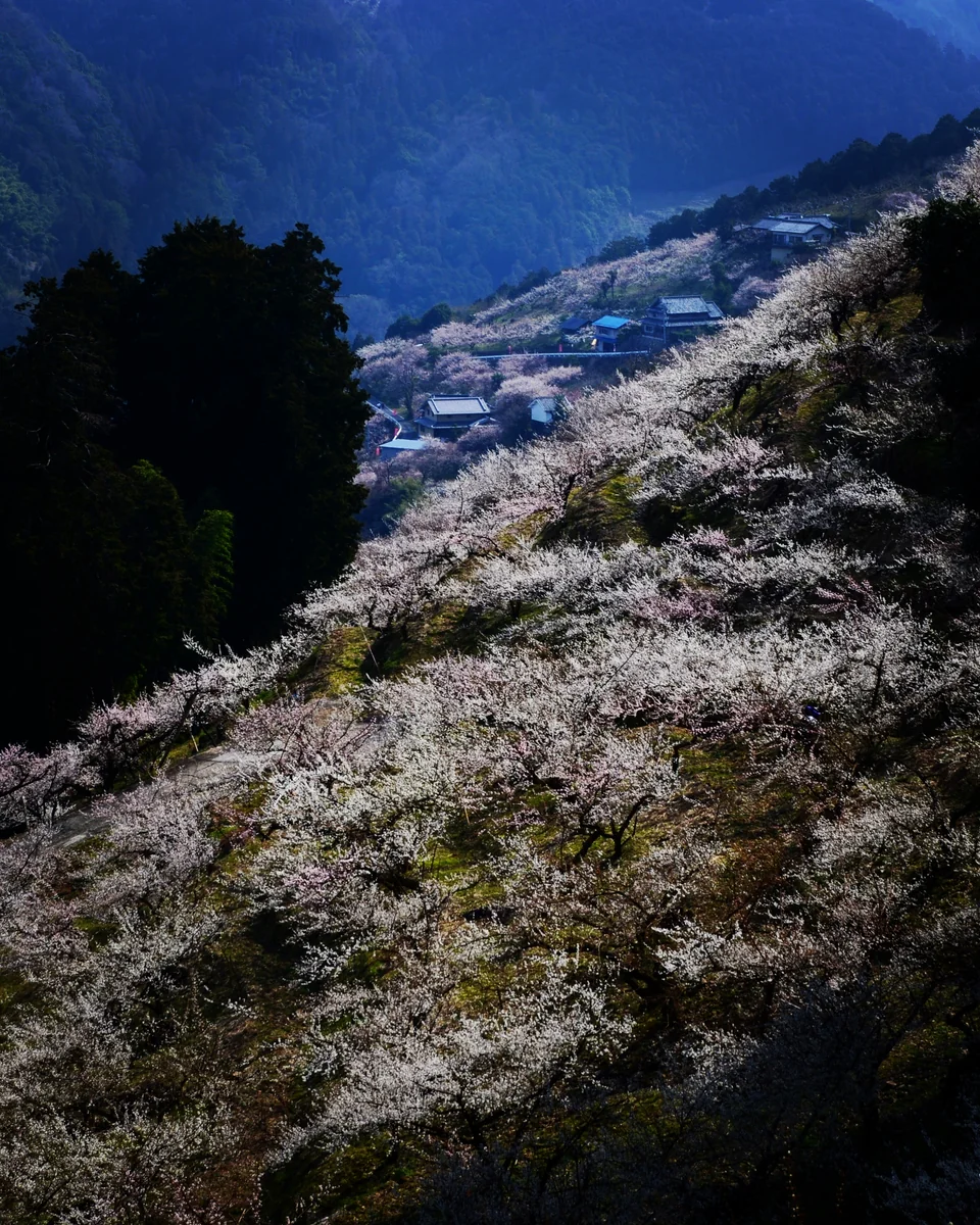 投稿写真：賀名生　梅の里山