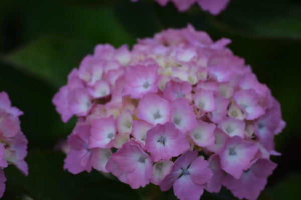 投稿：紫陽花