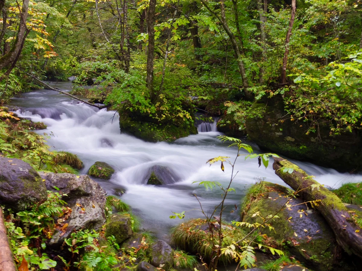 投稿写真：初秋の奥入瀬