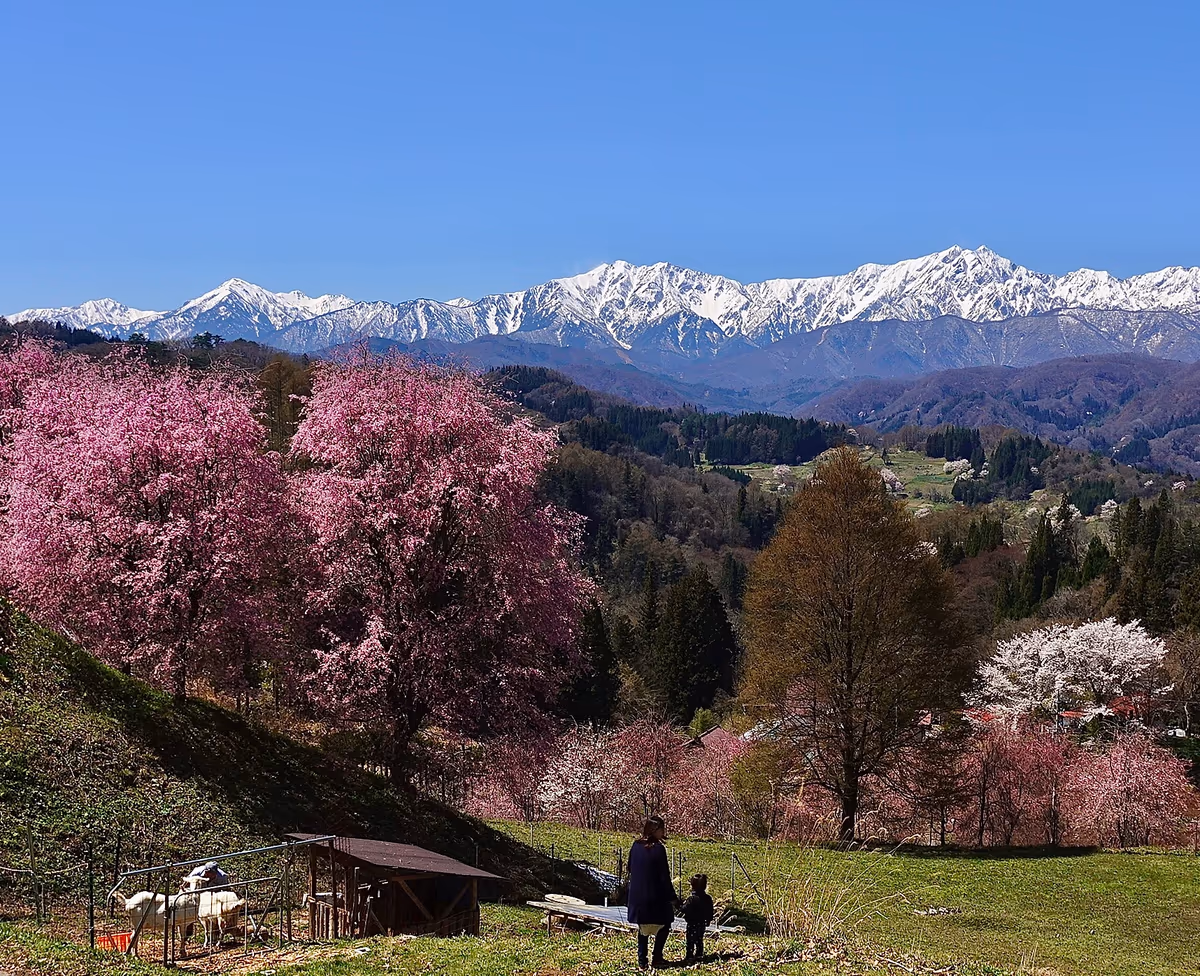 投稿写真：立屋の桜と北アルプス