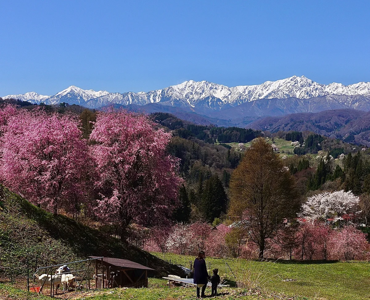 投稿写真：立屋の桜と北アルプス