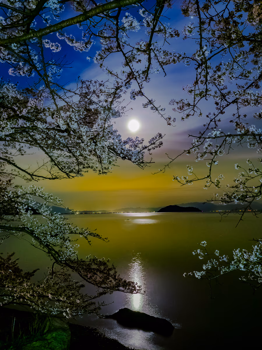 投稿写真：海津大崎の十六夜桜