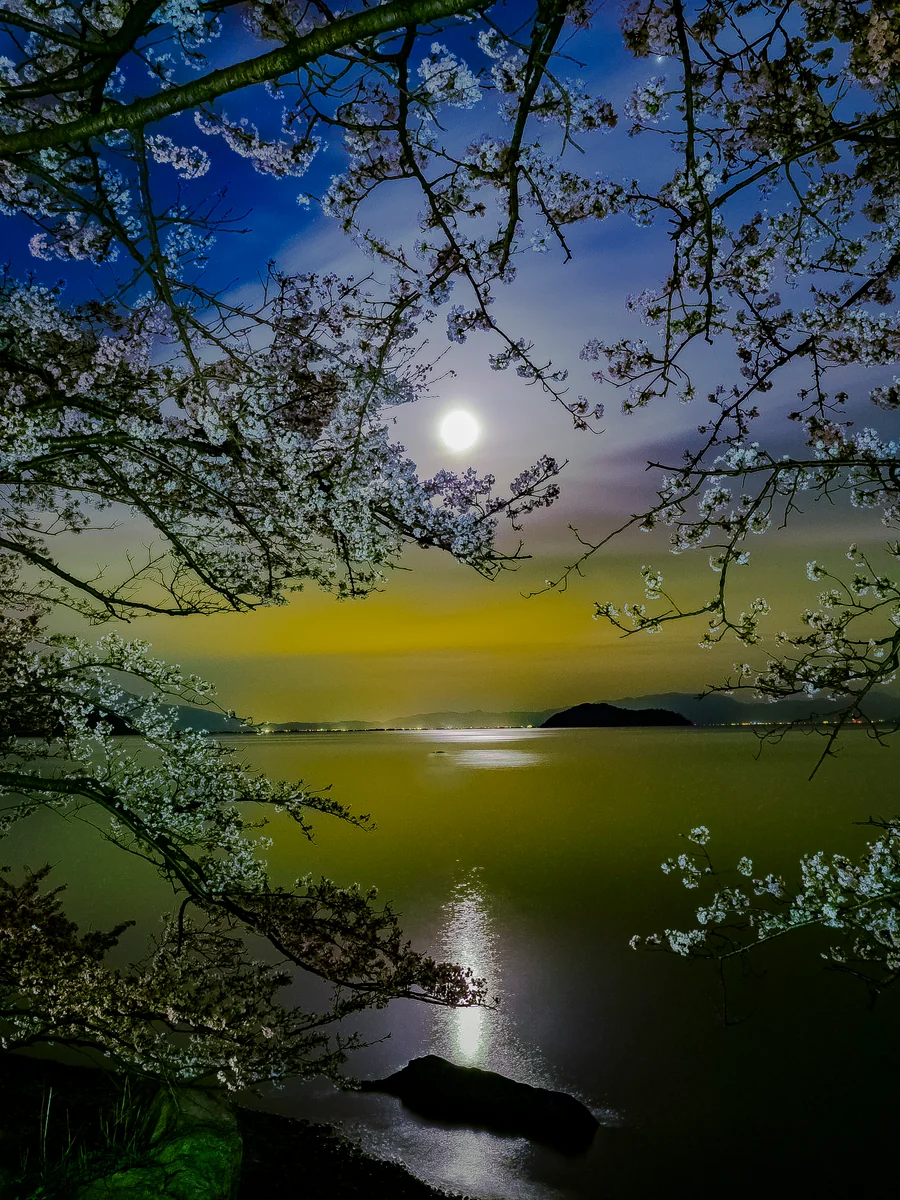 投稿写真：海津大崎の十六夜桜