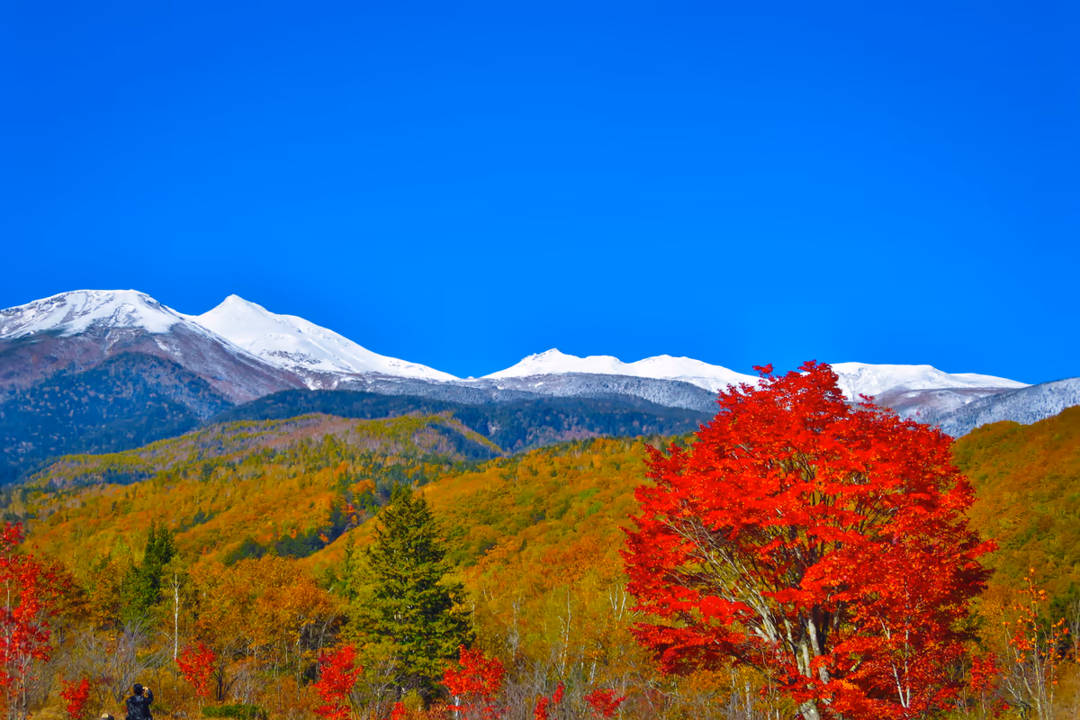 投稿写真：白銀の乗鞍岳と大カエデの紅葉