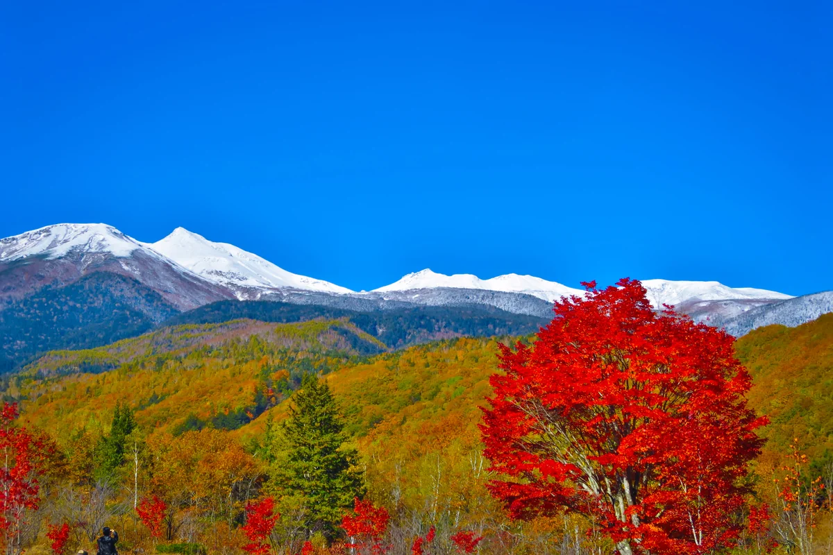 投稿写真：白銀の乗鞍岳と大カエデの紅葉