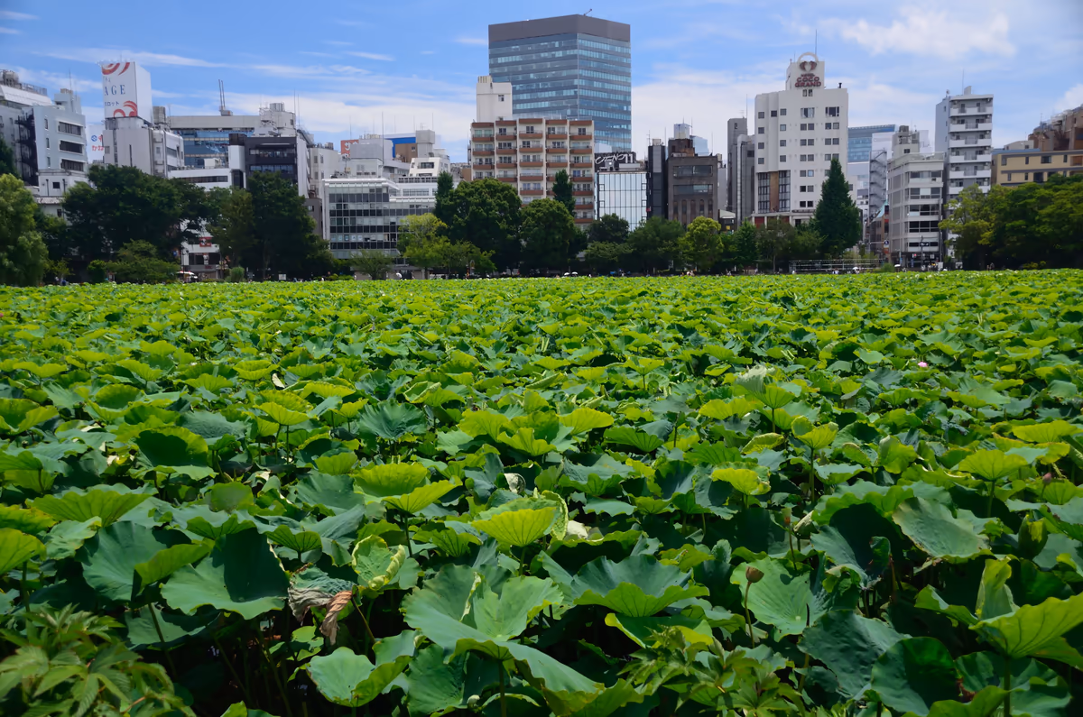 投稿写真：上野不忍池