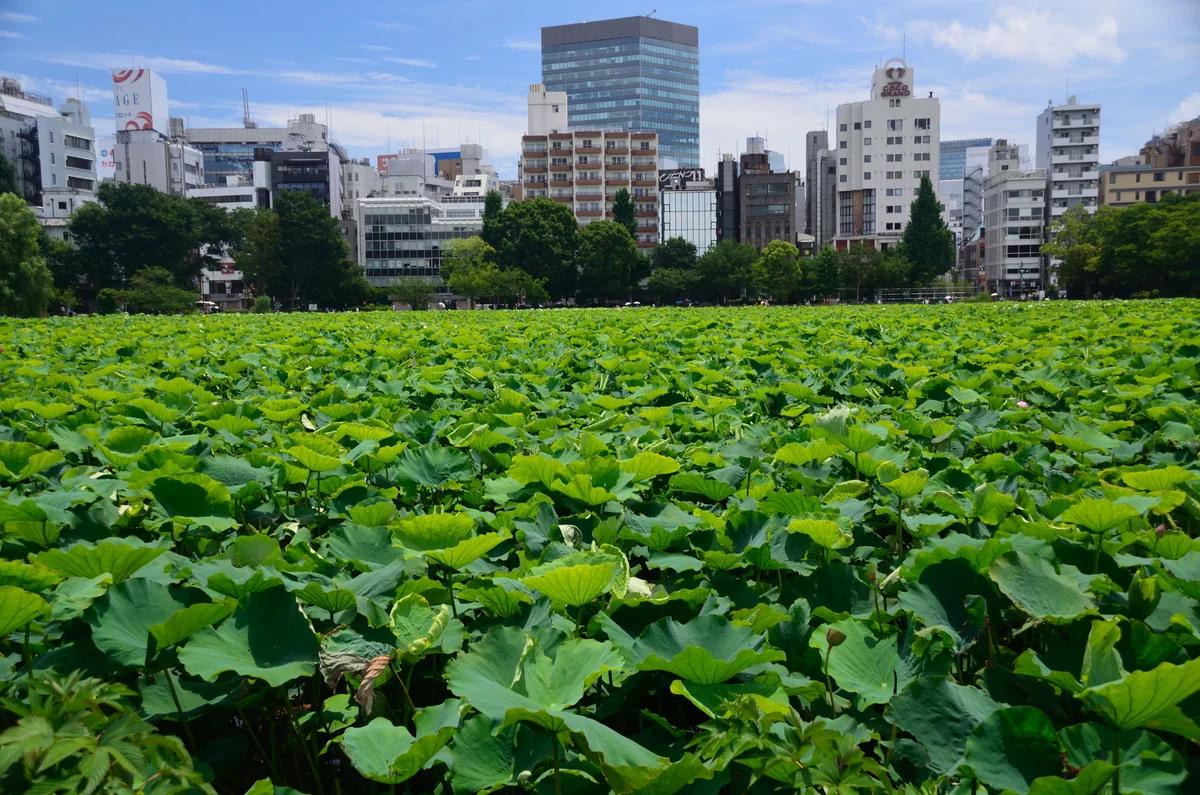 投稿写真：上野不忍池