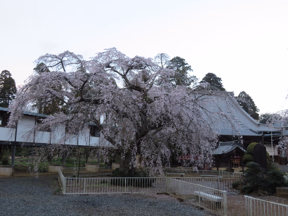 投稿写真：『しだれ桜』／妙宣寺
