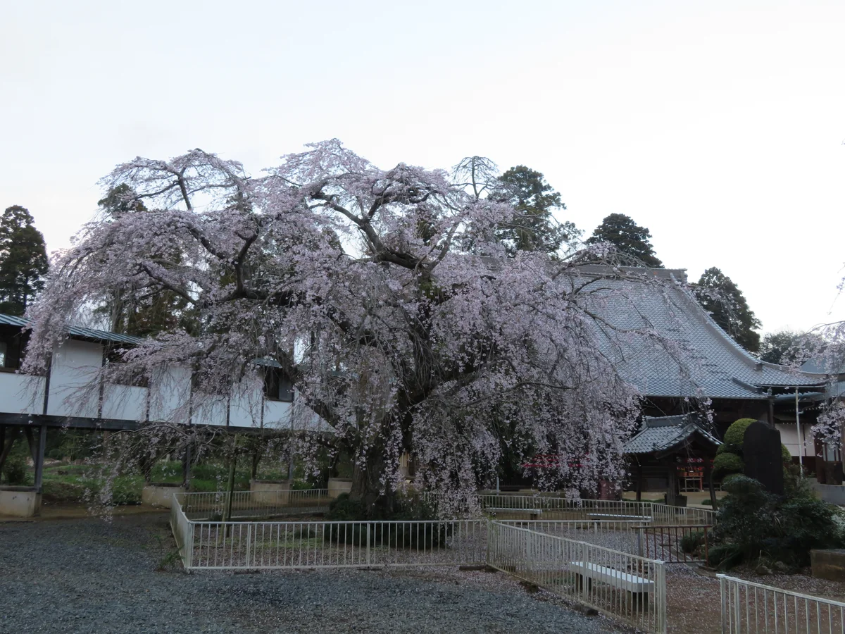 投稿写真：『しだれ桜』／妙宣寺