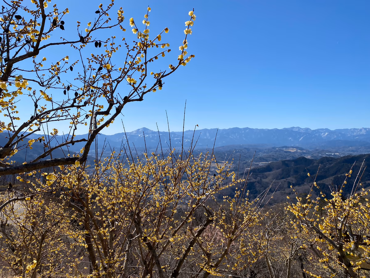 投稿写真：宝登山の蝋梅